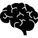 Cerveau 1